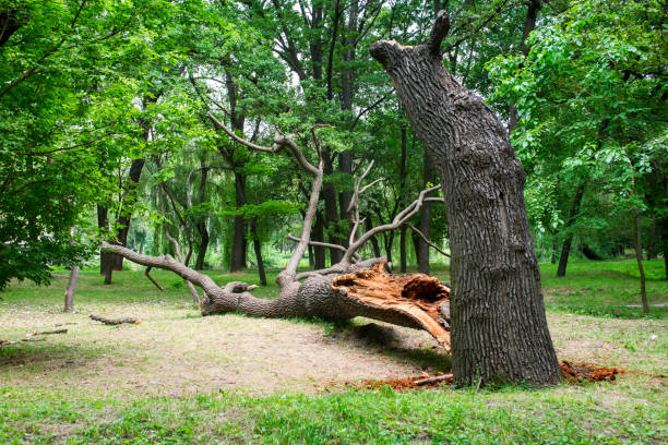 Lawn Watering Services in Kingsland, TX